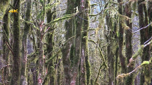 Epischer Mystischer Wald 2
