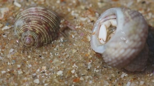 Hermit Crabs