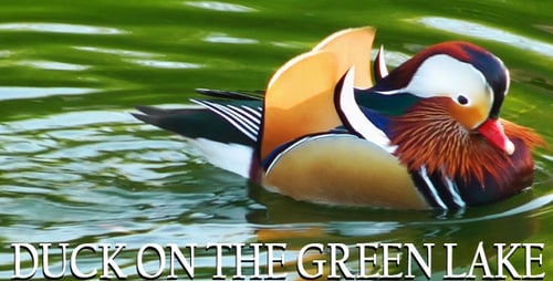 Ente auf dem Green Lake