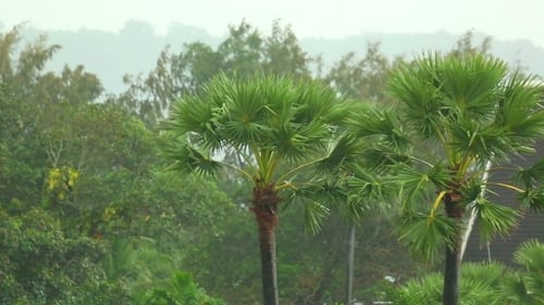 Tropical Rain