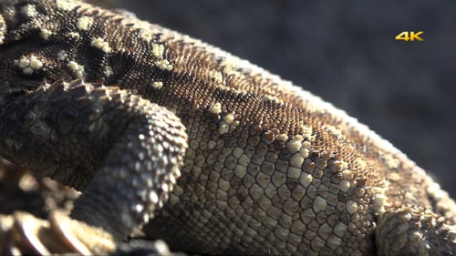 Reptile épineux 3