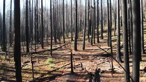 Aerial shot flying through burned trees after massive wildfire.