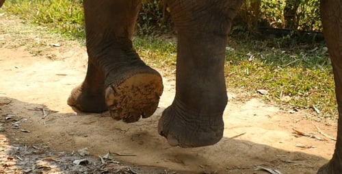 Elephant Feet Walking 2