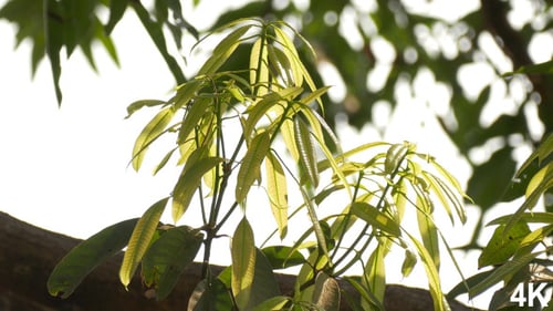Bud Leaf