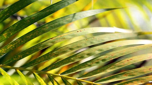 Grünes Blatt in der Natur 433