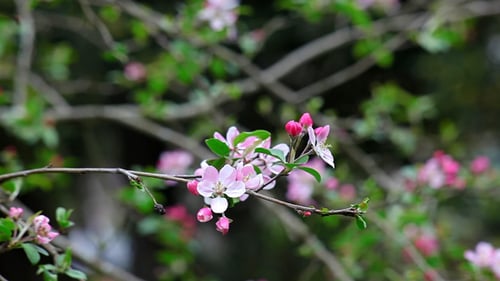 Blühender Baum 03