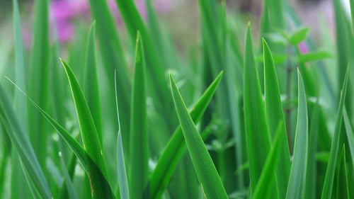 Close Up of Beautiful Green Iris Plant Leaves