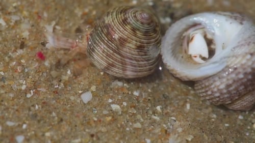 Hermit Crabs