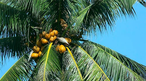 Lush Coconut Palm Tree in Bright Tropical Setting