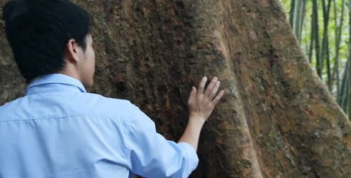 Man Touches Large Tree in Tropical Forest
