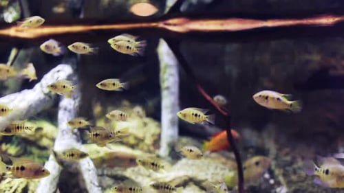 Fish Sealife Marine Aquarium Vida Silvestre Submarina 2