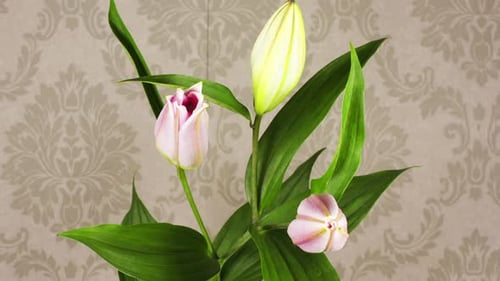 Pink Lily Flowers Blossoming in Time Lapse