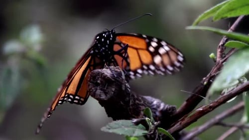 Monarch-Schmetterlingsschutzgebiet Mexiko 19