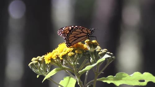 Monarch Butterfly Sanctuary Mexico 2