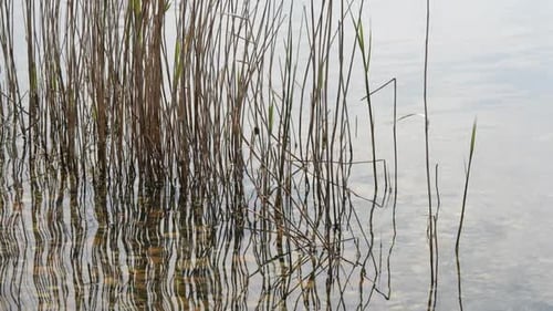 Reeds Moving In River Water 1