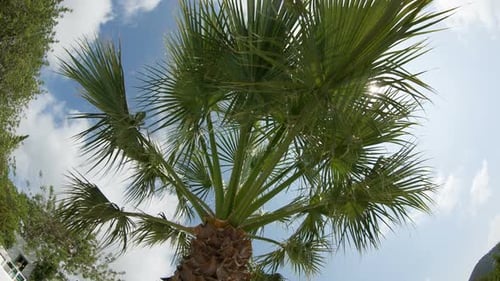 Palm Tree Fisheye