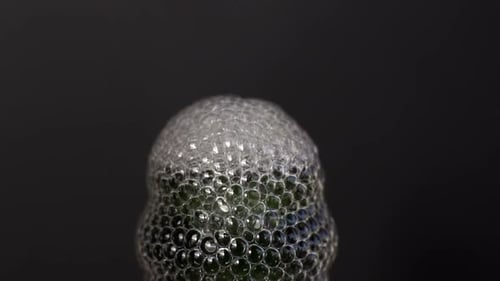 Champagne Bottle Cork Popping with Foam