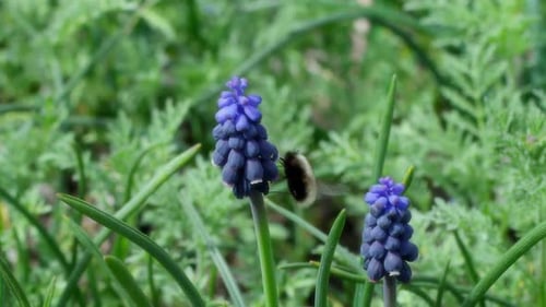 Biene auf Blume 74