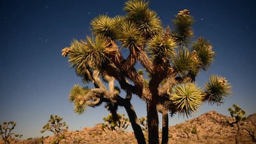 Joshua Tree At Night Full Moon - 5