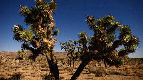 Joshua Tree At Night Full Moon -6
