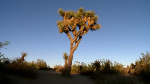 Joshua Tree Desert Sunset