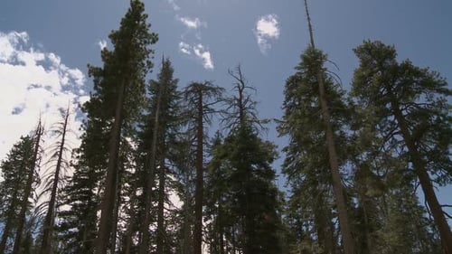 Towering Trees Reaching Up to the Sky