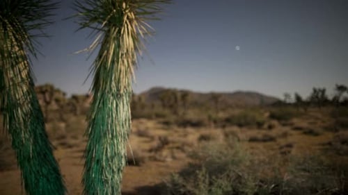 Yucca Plant At Night 2