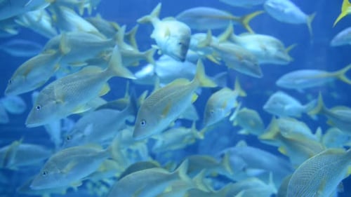 Large Aquarium Fish Tank 1
