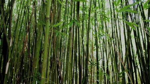 Bamboo Forest 3