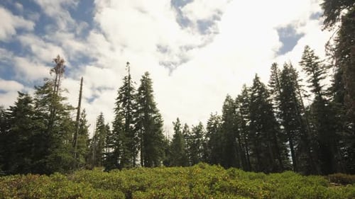 Scenic Pine Forest Landscape with Blue Sky and Clouds
