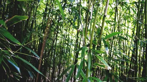 Bamboo Forest 5