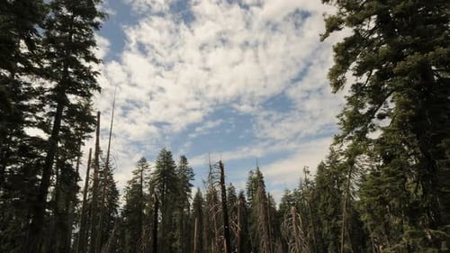 Looking Up at Forest Trees with Cloudy Sky