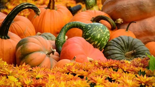 Pumpkins and Gourds with Autumn Flowers