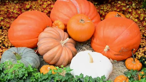Assorted Pumpkins and Greenery Displayed for Fall