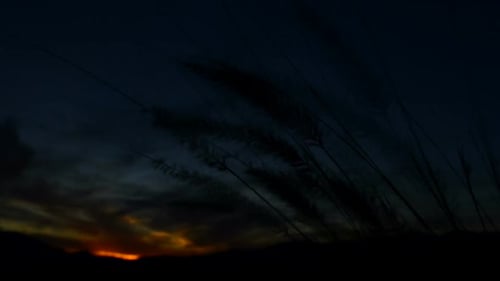 Cattails During Sunset 2