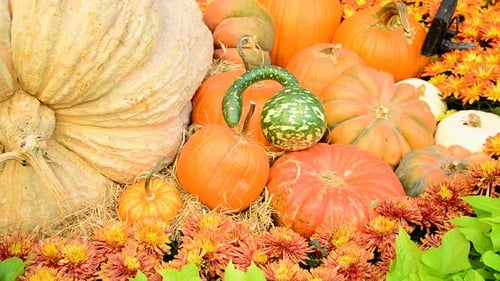 Fall Harvest Display of Gourds, Pumpkins, and Mums