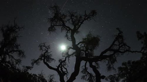 Mond geht durch Joshua Tree