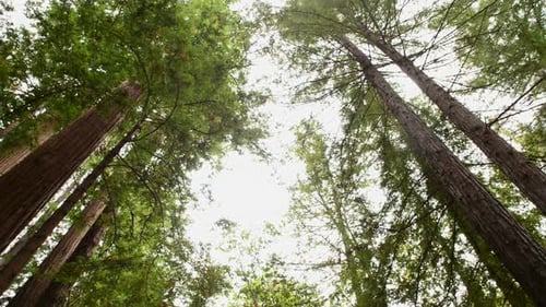 Giant Sequoias Redwood Trees In California 2