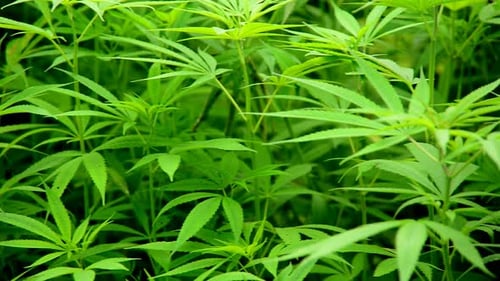 Pan Of Hemp Plants Growing In The Wild In Sapa Vietnam 2