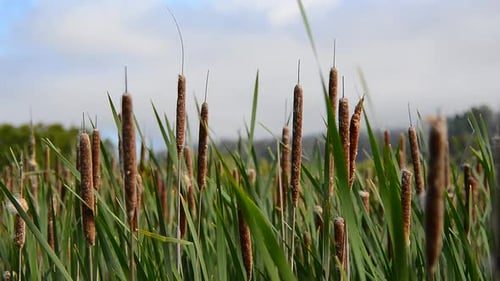Marsh Of Reeds Point Reyes California 1