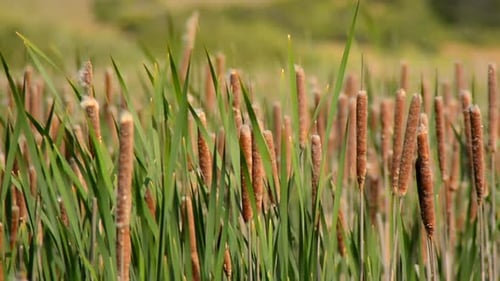 Marsh Of Reeds Point Reyes California 2