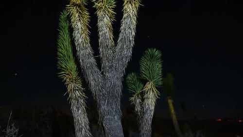 California Desert Mojave Preserve Daytime 6