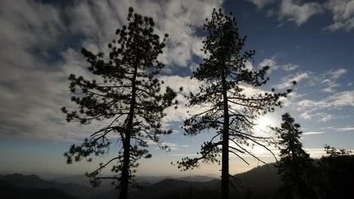 Evergreen Trees Silhouetted Against Cloudy Blue Sky