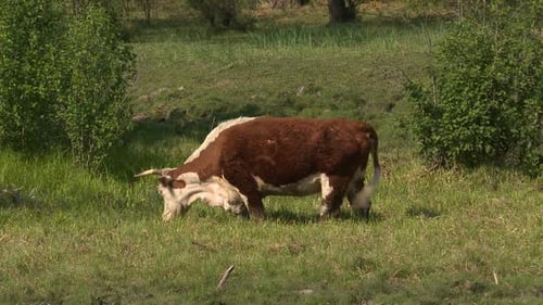 Vaca 1