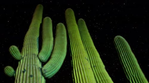 Desert Cactus At Night 1