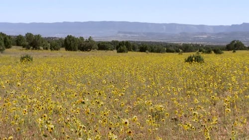 Field Of Wild Flowers - Clip 7