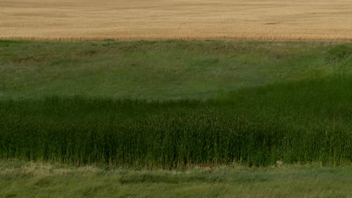 Flowinggrass 4-2011