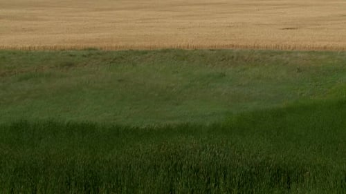 Flowinggrass 5-2011
