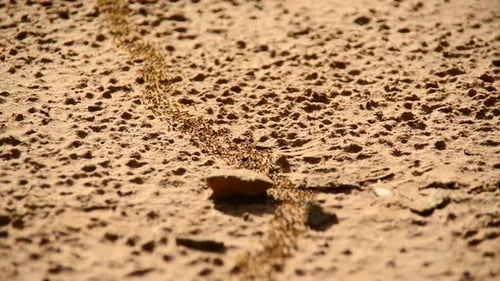 Colonie de fourmis géantes en marche dans la jungle 11