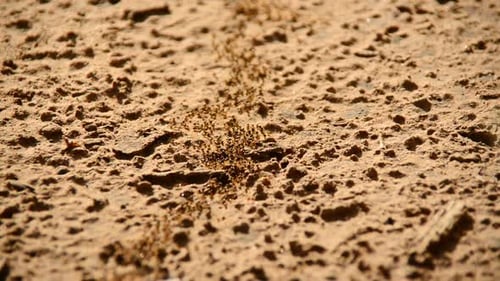Riesige Ameisenkolonie auf dem Marsch im Dschungel